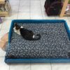 Ξύλινο κρεβάτι σκύλου 1m x 70cm ελληνικής κατασκευής - Image 3