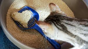 ammos gatas petopoleion - Μια Άμμο γάτας, μα ποια άμμο?