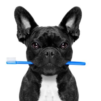 Οδοντική Υγιεινή