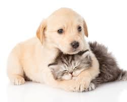 Δέρμα και Τρίχωμα