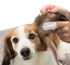 Υγιεινή Αυτιών